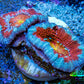Ultra Acan Coral - Micromussa Lordhowensis - Acan Frag WYSIWYG C2R3B1 Ultra Acan Coral - Micromussa Lordhowensis - Acan Frag WYSIWYG C2R3B1 LPS Coral Ultra Acan Coral - Micromussa Lordhowensis - Acan Frag WYSIWYG C2R3B1 Zeo Box Reef