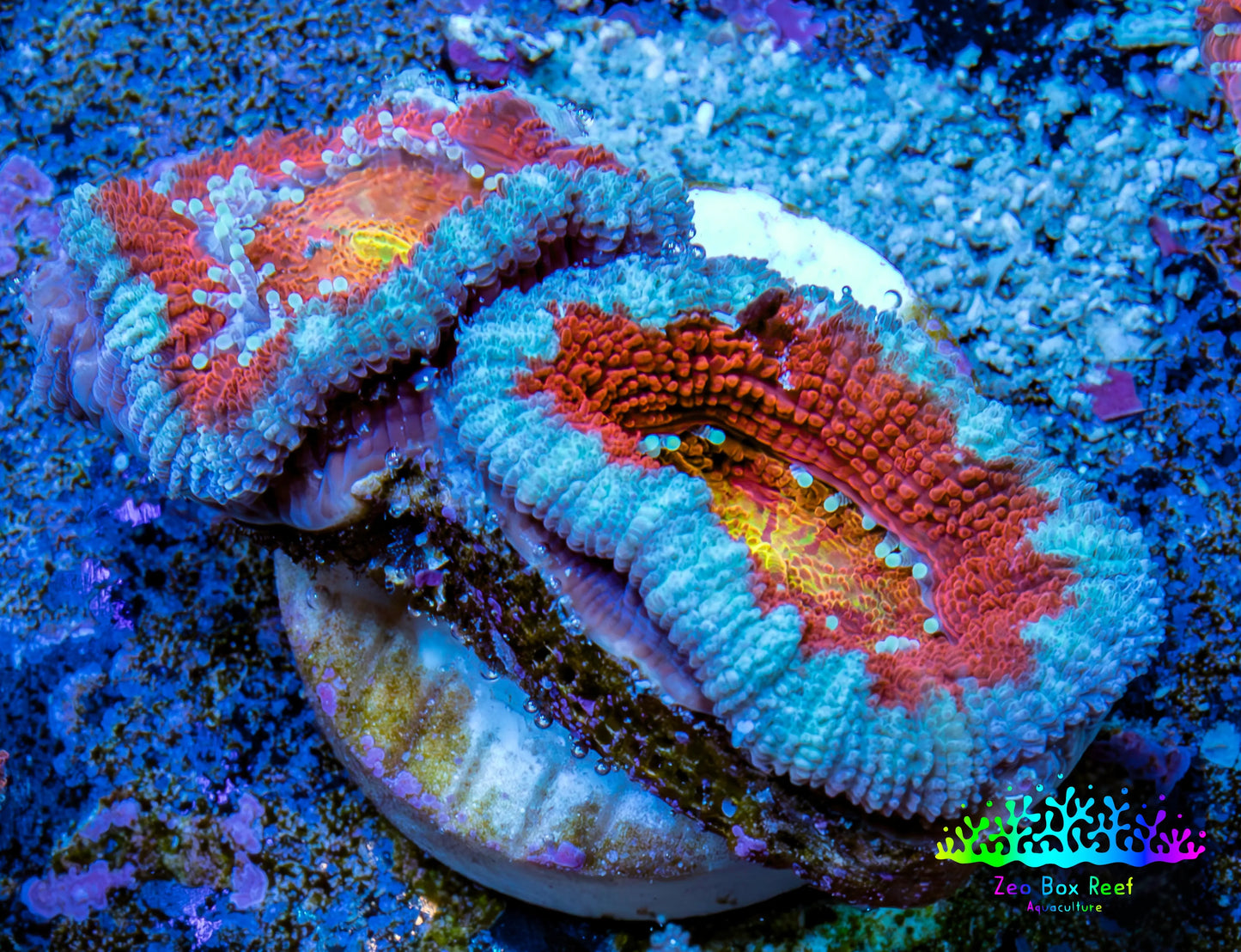 Ultra Acan Coral - Micromussa Lordhowensis - Acan Frag WYSIWYG C2R3B1 Ultra Acan Coral - Micromussa Lordhowensis - Acan Frag WYSIWYG C2R3B1 LPS Coral Ultra Acan Coral - Micromussa Lordhowensis - Acan Frag WYSIWYG C2R3B1 Zeo Box Reef