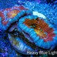 Ultra Acan Coral - Micromussa Lordhowensis - Acan Frag WYSIWYG C2R3B1 Ultra Acan Coral - Micromussa Lordhowensis - Acan Frag WYSIWYG C2R3B1 LPS Coral Ultra Acan Coral - Micromussa Lordhowensis - Acan Frag WYSIWYG C2R3B1 Zeo Box Reef