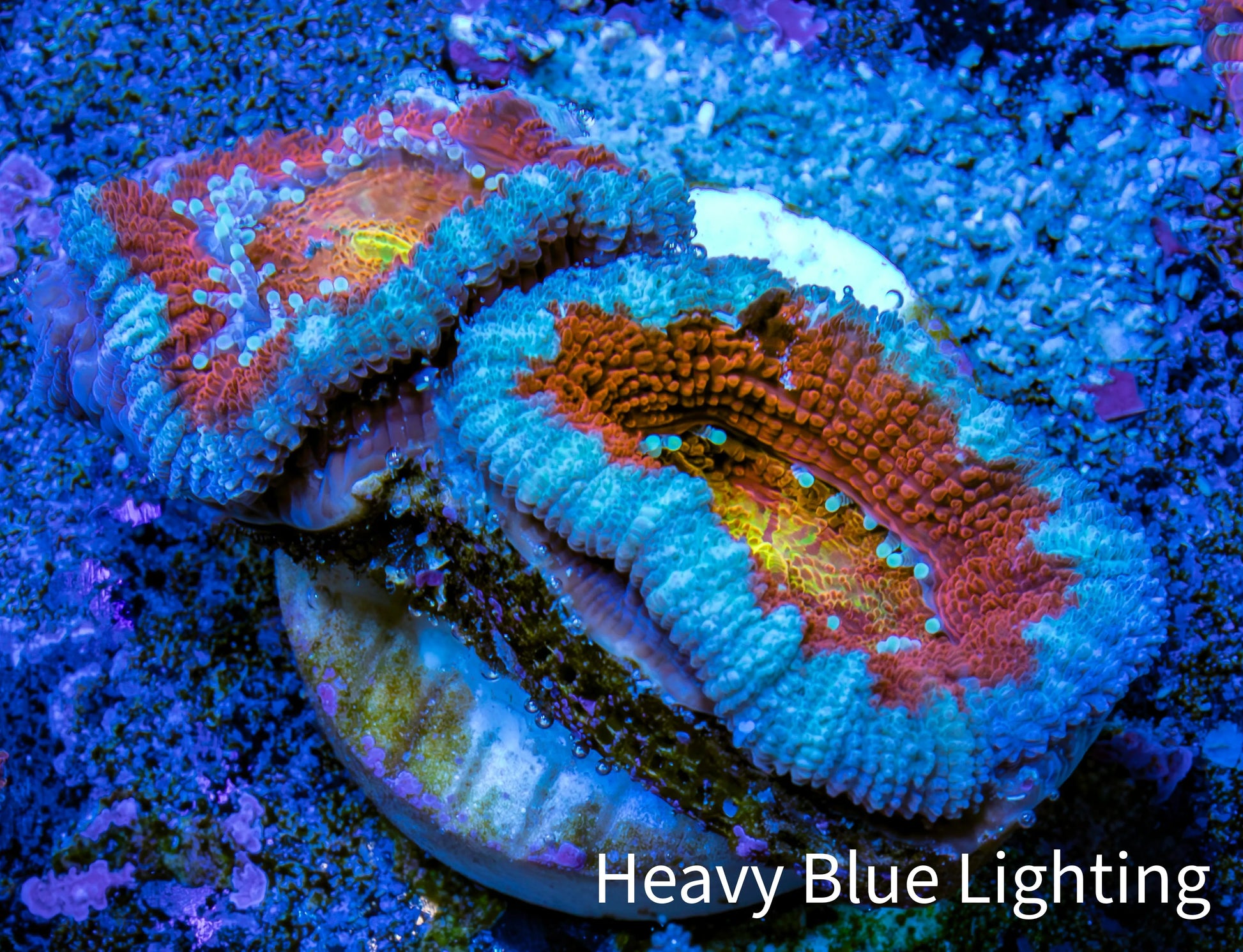 Ultra Acan Coral - Micromussa Lordhowensis - Acan Frag WYSIWYG C2R3B1 Ultra Acan Coral - Micromussa Lordhowensis - Acan Frag WYSIWYG C2R3B1 LPS Coral Ultra Acan Coral - Micromussa Lordhowensis - Acan Frag WYSIWYG C2R3B1 Zeo Box Reef