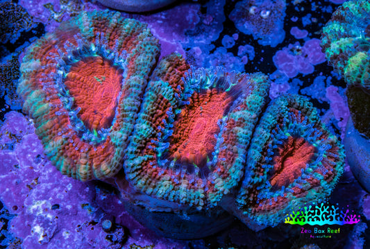 Ultra Acan Coral - Micromussa Lordhowensis - Acan Frag WYSIWYG C3R2B1 Ultra Acan Coral - Micromussa Lordhowensis - Acan Frag WYSIWYG C3R2B1 LPS Coral Ultra Acan Coral - Micromussa Lordhowensis - Acan Frag WYSIWYG C3R2B1 Zeo Box Reef