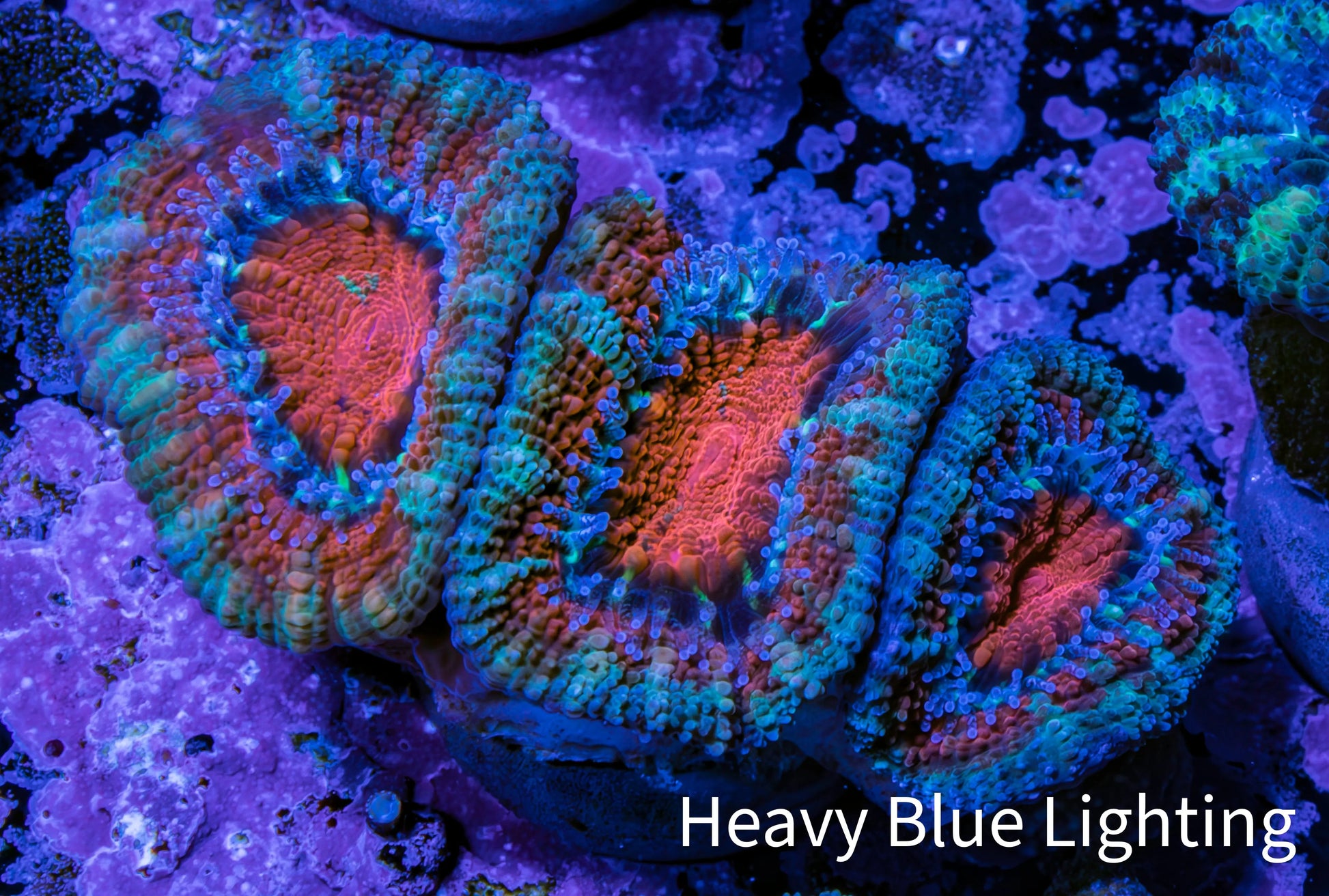 Ultra Acan Coral - Micromussa Lordhowensis - Acan Frag WYSIWYG C3R2B1 Ultra Acan Coral - Micromussa Lordhowensis - Acan Frag WYSIWYG C3R2B1 LPS Coral Ultra Acan Coral - Micromussa Lordhowensis - Acan Frag WYSIWYG C3R2B1 Zeo Box Reef