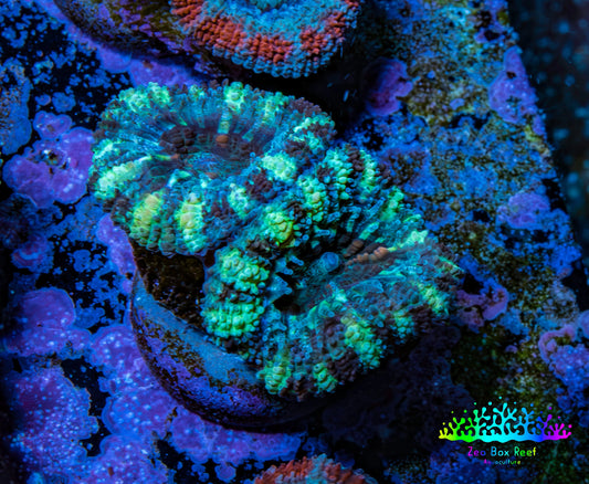 Ultra Acan Coral - Micromussa Lordhowensis - Acan Frag WYSIWYG C3R2B1 Ultra Acan Coral - Micromussa Lordhowensis - Acan Frag WYSIWYG C3R2B1 LPS Coral Ultra Acan Coral - Micromussa Lordhowensis - Acan Frag WYSIWYG C3R2B1 Zeo Box Reef