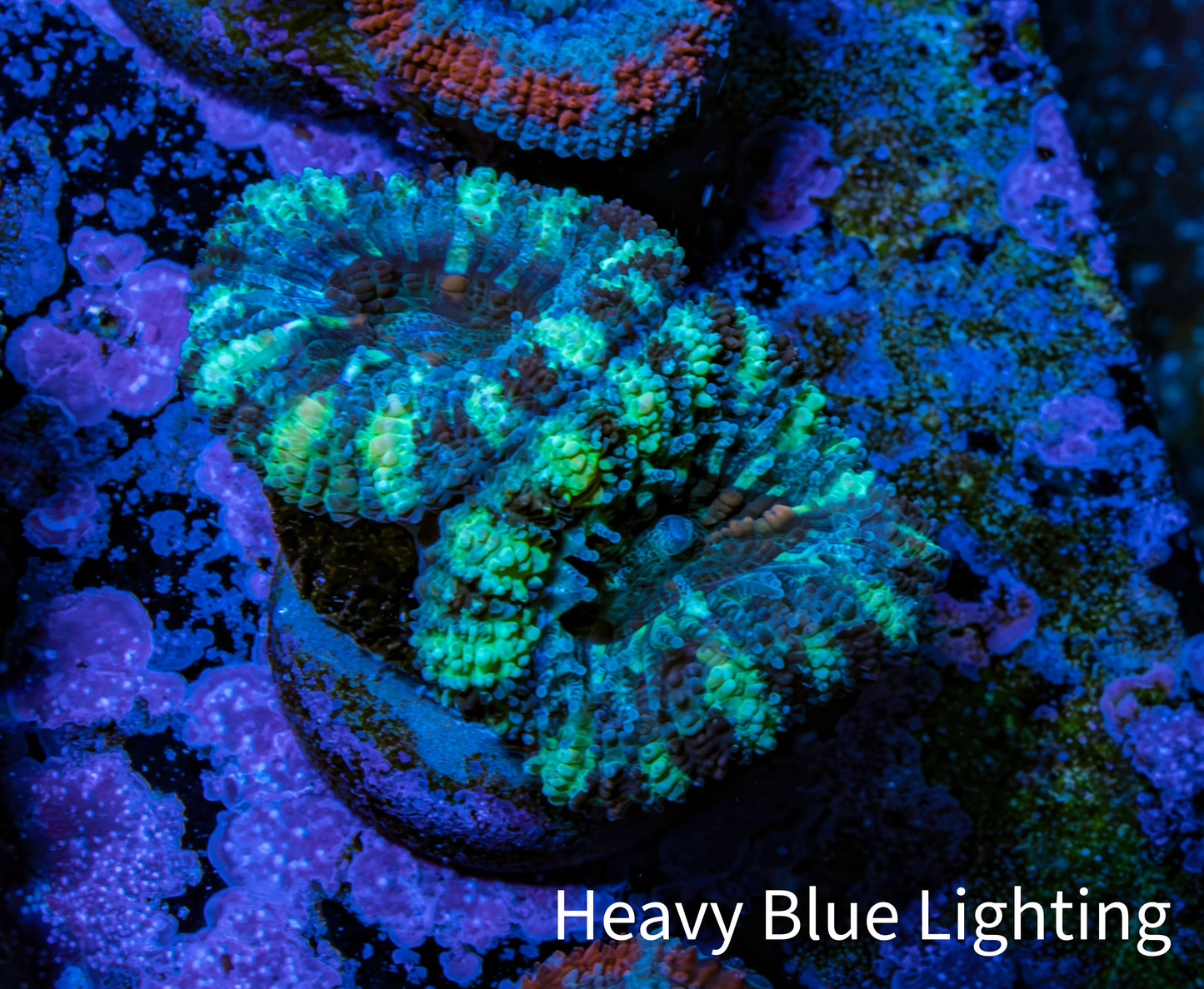 Ultra Acan Coral - Micromussa Lordhowensis - Acan Frag WYSIWYG C3R2B1 Ultra Acan Coral - Micromussa Lordhowensis - Acan Frag WYSIWYG C3R2B1 LPS Coral Ultra Acan Coral - Micromussa Lordhowensis - Acan Frag WYSIWYG C3R2B1 Zeo Box Reef