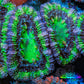 Ultra Acan Coral - Micromussa Lordhowensis - Acan Frag WYSIWYG C3R3B1 Ultra Acan Coral - Micromussa Lordhowensis - Acan Frag WYSIWYG C3R3B1 LPS Coral Ultra Acan Coral - Micromussa Lordhowensis - Acan Frag WYSIWYG C3R3B1 Zeo Box Reef
