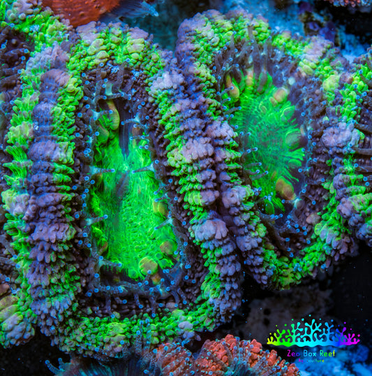 Ultra Acan Coral - Micromussa Lordhowensis - Acan Frag WYSIWYG C3R3B1 Ultra Acan Coral - Micromussa Lordhowensis - Acan Frag WYSIWYG C3R3B1 LPS Coral Ultra Acan Coral - Micromussa Lordhowensis - Acan Frag WYSIWYG C3R3B1 Zeo Box Reef