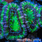 Ultra Acan Coral - Micromussa Lordhowensis - Acan Frag WYSIWYG C3R3B1 Ultra Acan Coral - Micromussa Lordhowensis - Acan Frag WYSIWYG C3R3B1 LPS Coral Ultra Acan Coral - Micromussa Lordhowensis - Acan Frag WYSIWYG C3R3B1 Zeo Box Reef