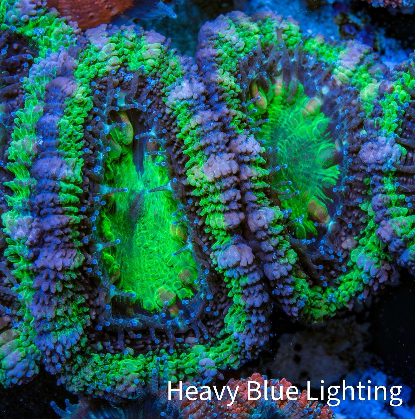 Ultra Acan Coral - Micromussa Lordhowensis - Acan Frag WYSIWYG C3R3B1 Ultra Acan Coral - Micromussa Lordhowensis - Acan Frag WYSIWYG C3R3B1 LPS Coral Ultra Acan Coral - Micromussa Lordhowensis - Acan Frag WYSIWYG C3R3B1 Zeo Box Reef