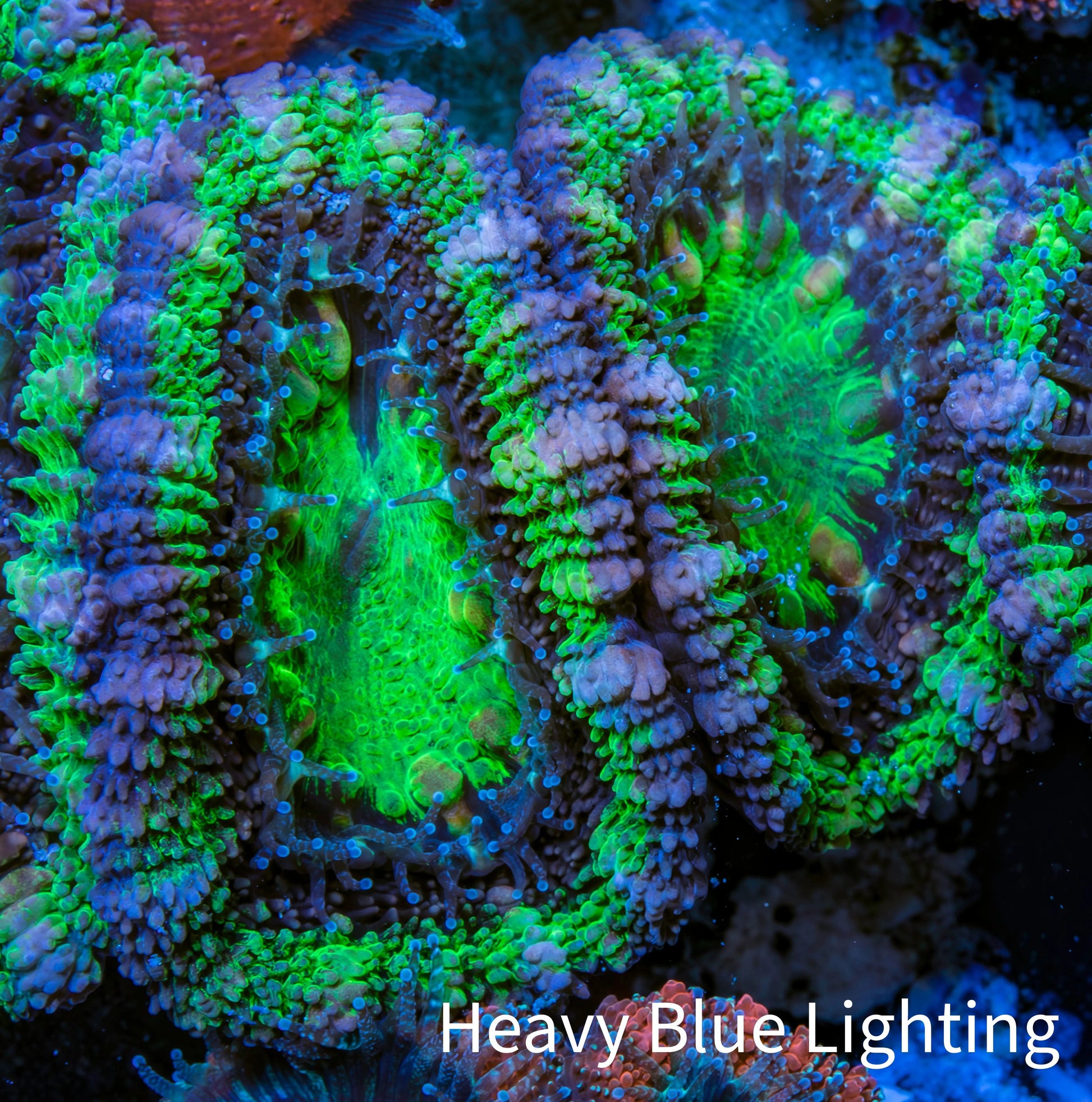 Ultra Acan Coral - Micromussa Lordhowensis - Acan Frag WYSIWYG C3R3B1 Ultra Acan Coral - Micromussa Lordhowensis - Acan Frag WYSIWYG C3R3B1 LPS Coral Ultra Acan Coral - Micromussa Lordhowensis - Acan Frag WYSIWYG C3R3B1 Zeo Box Reef