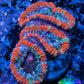 Ultra Acan Coral - Micromussa Lordhowensis - Acan Frag WYSIWYG C3R3B1 Ultra Acan Coral - Micromussa Lordhowensis - Acan Frag WYSIWYG C3R3B1 LPS Coral Ultra Acan Coral - Micromussa Lordhowensis - Acan Frag WYSIWYG C3R3B1 Zeo Box Reef