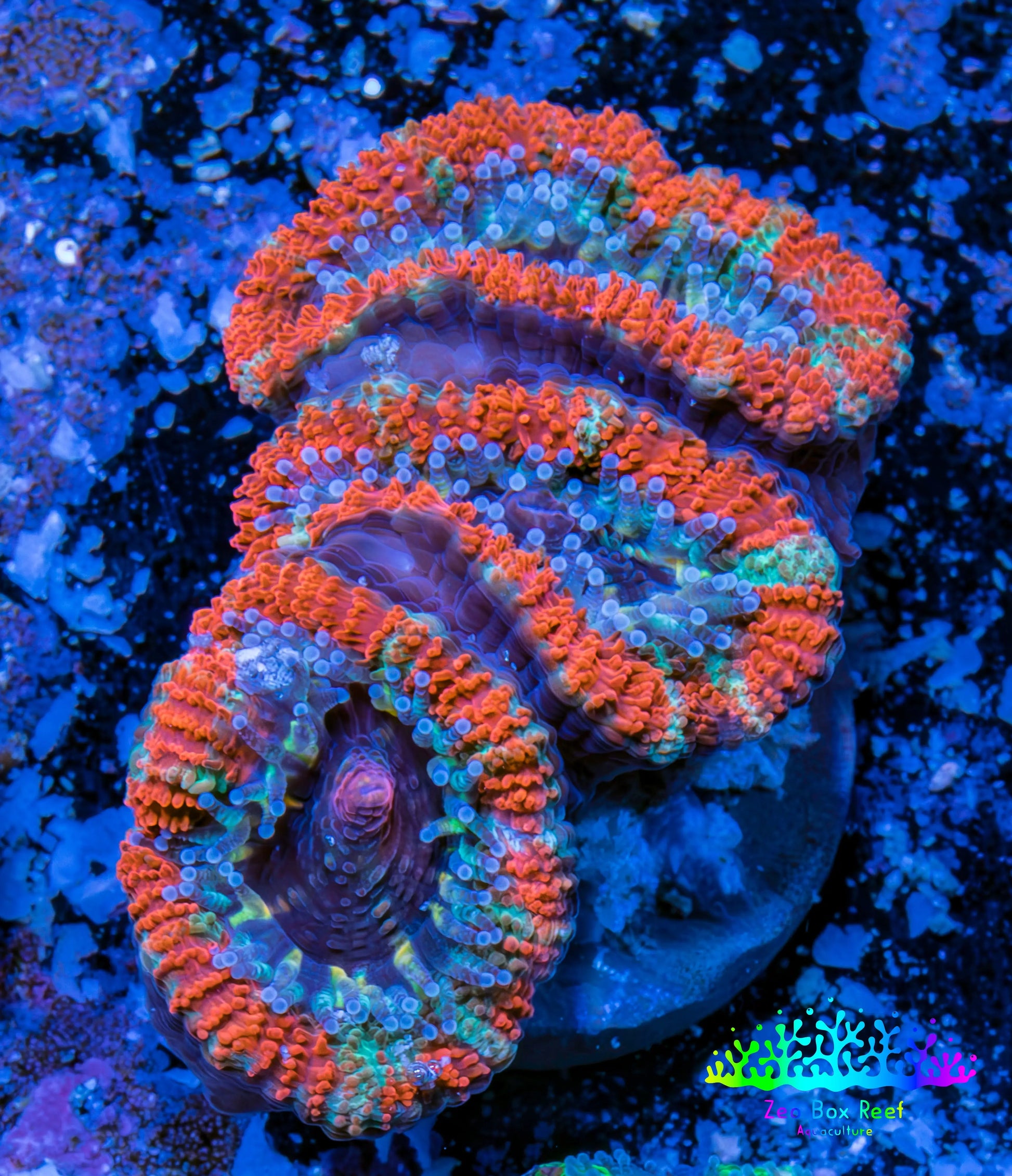 Ultra Acan Coral - Micromussa Lordhowensis - Acan Frag WYSIWYG C3R3B1 Ultra Acan Coral - Micromussa Lordhowensis - Acan Frag WYSIWYG C3R3B1 LPS Coral Ultra Acan Coral - Micromussa Lordhowensis - Acan Frag WYSIWYG C3R3B1 Zeo Box Reef