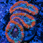 Ultra Acan Coral - Micromussa Lordhowensis - Acan Frag WYSIWYG C3R3B1 Ultra Acan Coral - Micromussa Lordhowensis - Acan Frag WYSIWYG C3R3B1 LPS Coral Ultra Acan Coral - Micromussa Lordhowensis - Acan Frag WYSIWYG C3R3B1 Zeo Box Reef