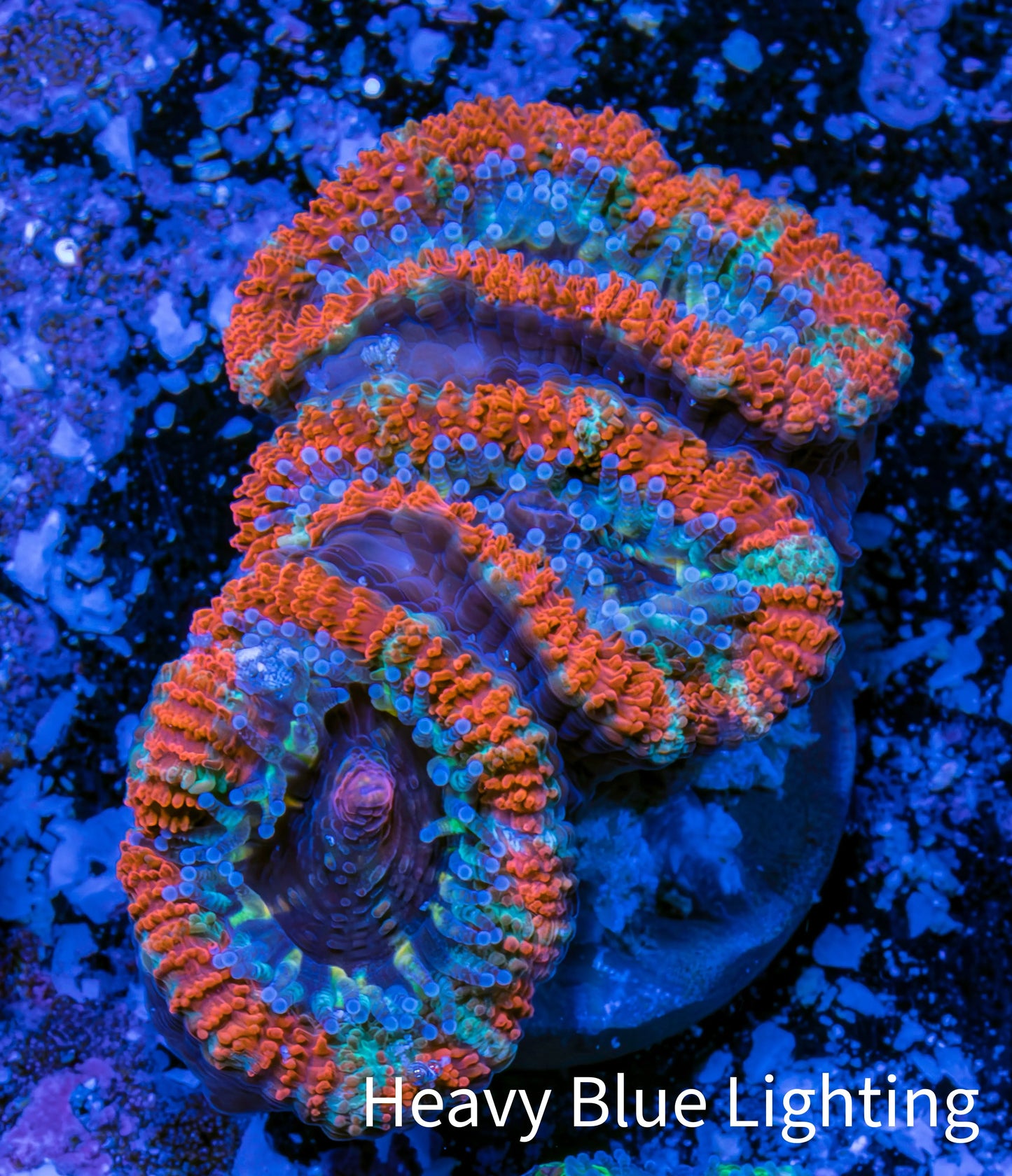 Ultra Acan Coral - Micromussa Lordhowensis - Acan Frag WYSIWYG C3R3B1 Ultra Acan Coral - Micromussa Lordhowensis - Acan Frag WYSIWYG C3R3B1 LPS Coral Ultra Acan Coral - Micromussa Lordhowensis - Acan Frag WYSIWYG C3R3B1 Zeo Box Reef