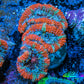 Ultra Acan Coral - Micromussa Lordhowensis - Acan Frag WYSIWYG C3R3B1 Ultra Acan Coral - Micromussa Lordhowensis - Acan Frag WYSIWYG C3R3B1 LPS Coral Ultra Acan Coral - Micromussa Lordhowensis - Acan Frag WYSIWYG C3R3B1 Zeo Box Reef