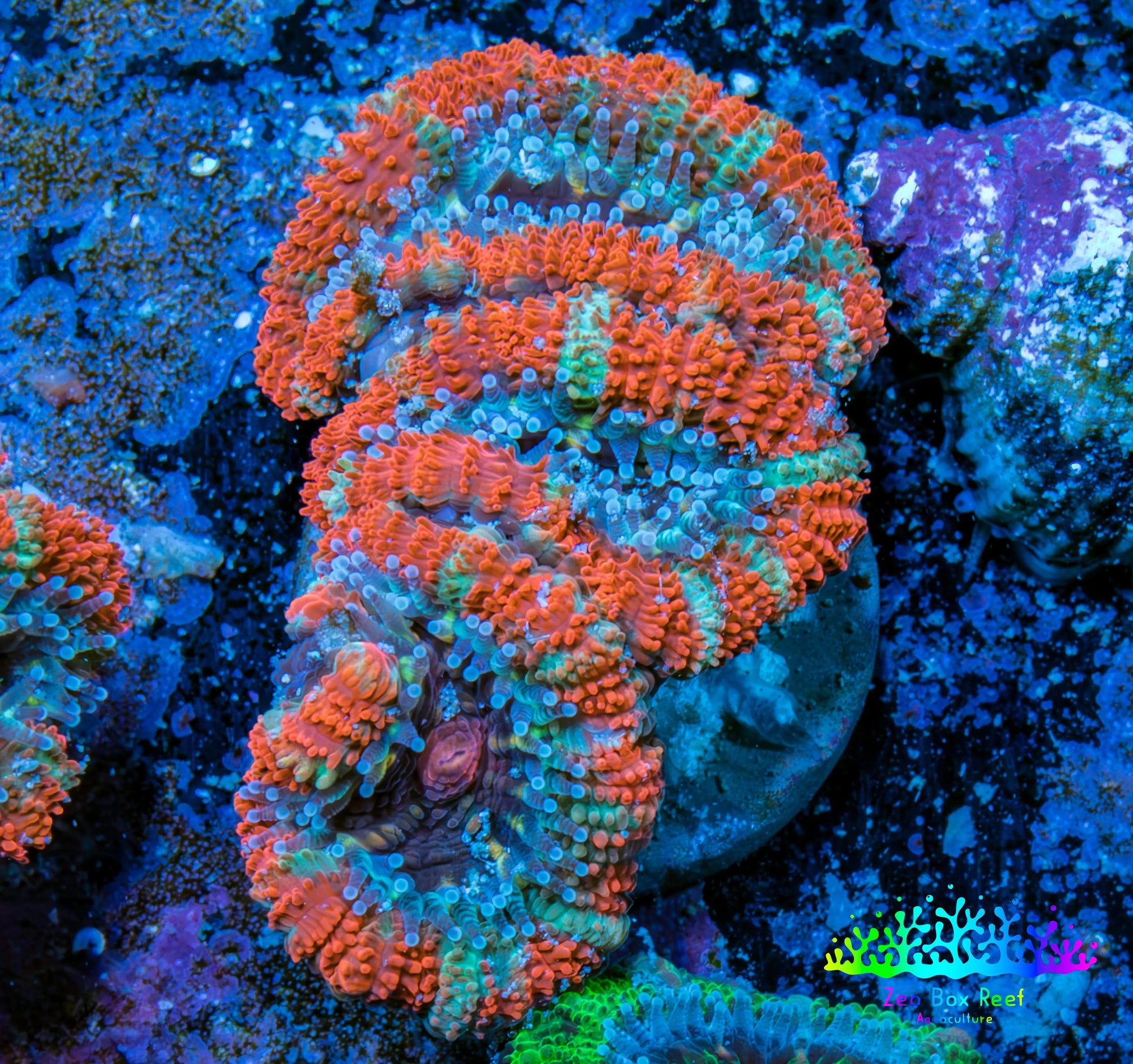 Ultra Acan Coral - Micromussa Lordhowensis - Acan Frag WYSIWYG C3R3B1 Ultra Acan Coral - Micromussa Lordhowensis - Acan Frag WYSIWYG C3R3B1 LPS Coral Ultra Acan Coral - Micromussa Lordhowensis - Acan Frag WYSIWYG C3R3B1 Zeo Box Reef