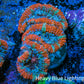 Ultra Acan Coral - Micromussa Lordhowensis - Acan Frag WYSIWYG C3R3B1 Ultra Acan Coral - Micromussa Lordhowensis - Acan Frag WYSIWYG C3R3B1 LPS Coral Ultra Acan Coral - Micromussa Lordhowensis - Acan Frag WYSIWYG C3R3B1 Zeo Box Reef