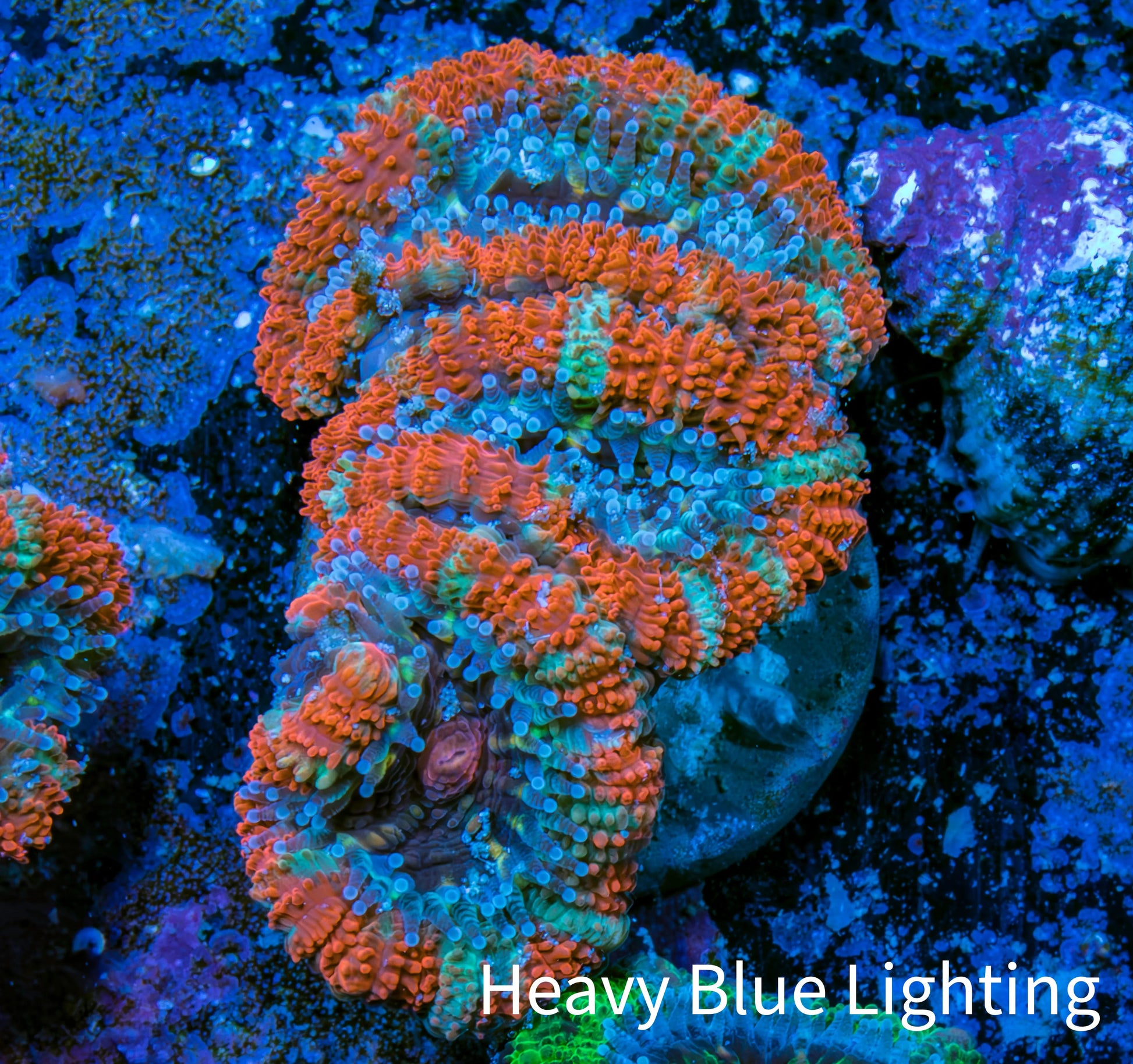 Ultra Acan Coral - Micromussa Lordhowensis - Acan Frag WYSIWYG C3R3B1 Ultra Acan Coral - Micromussa Lordhowensis - Acan Frag WYSIWYG C3R3B1 LPS Coral Ultra Acan Coral - Micromussa Lordhowensis - Acan Frag WYSIWYG C3R3B1 Zeo Box Reef