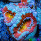 Ultra Acan Coral - Micromussa Lordhowensis - Acan Frag WYSIWYG C3R3B1 Ultra Acan Coral - Micromussa Lordhowensis - Acan Frag WYSIWYG C3R3B1 LPS Coral Ultra Acan Coral - Micromussa Lordhowensis - Acan Frag WYSIWYG C3R3B1 Zeo Box Reef