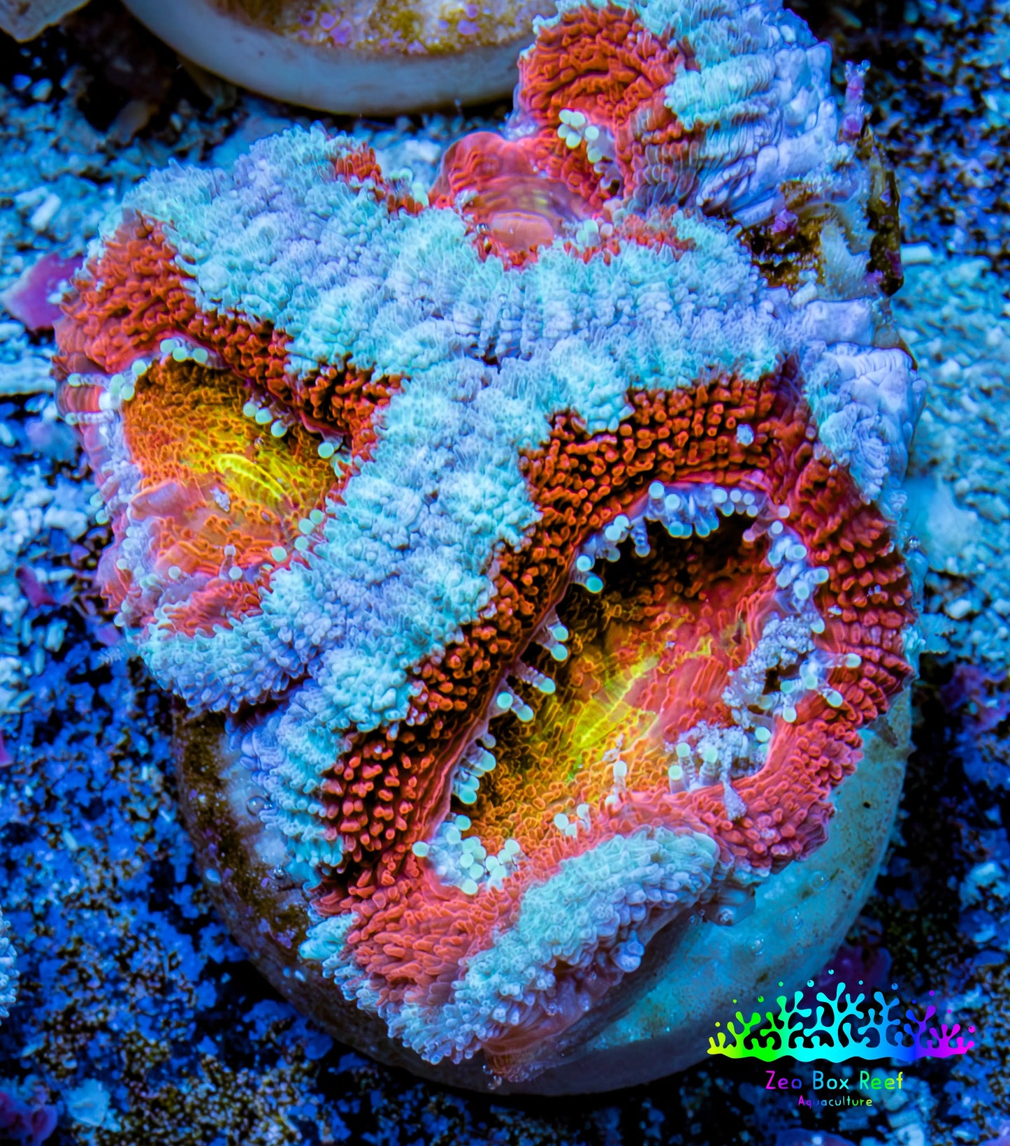 Ultra Acan Coral - Micromussa Lordhowensis - Acan Frag WYSIWYG C3R3B1 Ultra Acan Coral - Micromussa Lordhowensis - Acan Frag WYSIWYG C3R3B1 LPS Coral Ultra Acan Coral - Micromussa Lordhowensis - Acan Frag WYSIWYG C3R3B1 Zeo Box Reef
