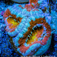 Ultra Acan Coral - Micromussa Lordhowensis - Acan Frag WYSIWYG C3R3B1 Ultra Acan Coral - Micromussa Lordhowensis - Acan Frag WYSIWYG C3R3B1 LPS Coral Ultra Acan Coral - Micromussa Lordhowensis - Acan Frag WYSIWYG C3R3B1 Zeo Box Reef