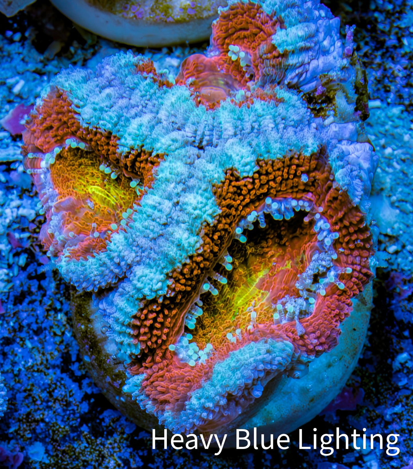 Ultra Acan Coral - Micromussa Lordhowensis - Acan Frag WYSIWYG C3R3B1 Ultra Acan Coral - Micromussa Lordhowensis - Acan Frag WYSIWYG C3R3B1 LPS Coral Ultra Acan Coral - Micromussa Lordhowensis - Acan Frag WYSIWYG C3R3B1 Zeo Box Reef