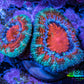 Ultra Acan Coral - Micromussa Lordhowensis - Acan Frag WYSIWYG C4R2B1 Ultra Acan Coral - Micromussa Lordhowensis - Acan Frag WYSIWYG C4R2B1 LPS Coral Ultra Acan Coral - Micromussa Lordhowensis - Acan Frag WYSIWYG C4R2B1 Zeo Box Reef