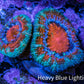 Ultra Acan Coral - Micromussa Lordhowensis - Acan Frag WYSIWYG C4R2B1 Ultra Acan Coral - Micromussa Lordhowensis - Acan Frag WYSIWYG C4R2B1 LPS Coral Ultra Acan Coral - Micromussa Lordhowensis - Acan Frag WYSIWYG C4R2B1 Zeo Box Reef