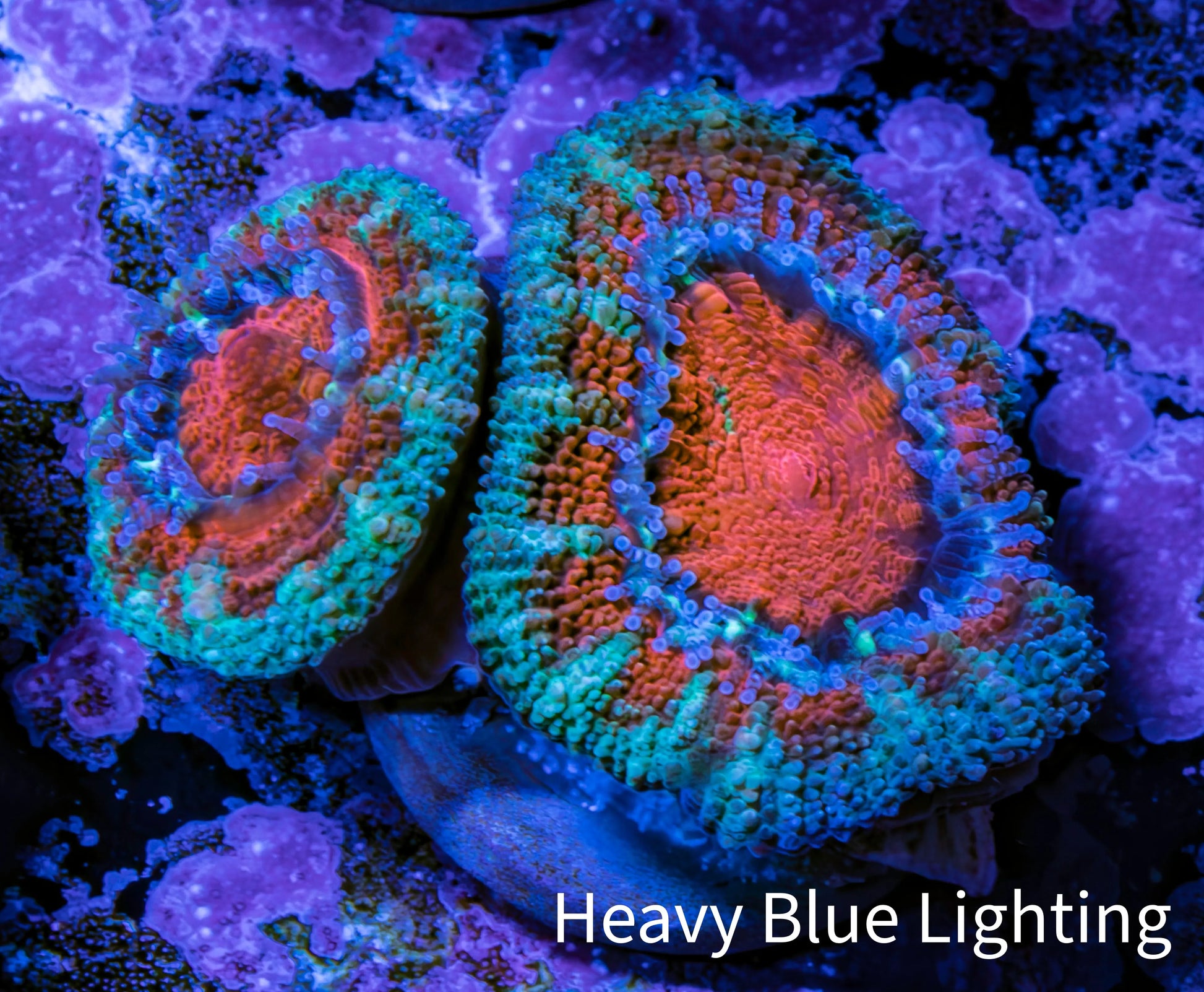 Ultra Acan Coral - Micromussa Lordhowensis - Acan Frag WYSIWYG C4R2B1 Ultra Acan Coral - Micromussa Lordhowensis - Acan Frag WYSIWYG C4R2B1 LPS Coral Ultra Acan Coral - Micromussa Lordhowensis - Acan Frag WYSIWYG C4R2B1 Zeo Box Reef