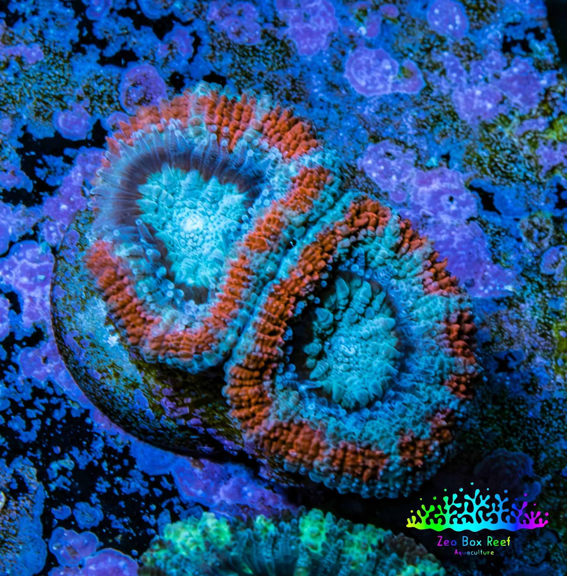 Ultra Acan Coral - Micromussa Lordhowensis - Acan Frag WYSIWYG C4R2B1 Ultra Acan Coral - Micromussa Lordhowensis - Acan Frag WYSIWYG C4R2B1 LPS Coral Ultra Acan Coral - Micromussa Lordhowensis - Acan Frag WYSIWYG C4R2B1 Zeo Box Reef