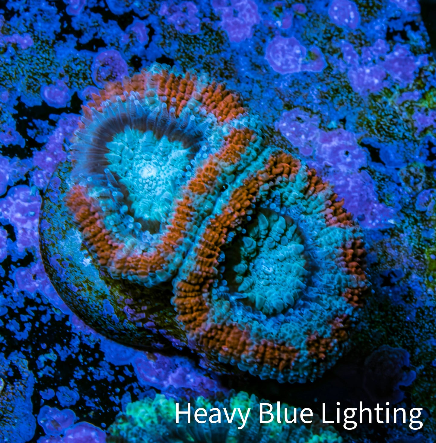 Ultra Acan Coral - Micromussa Lordhowensis - Acan Frag WYSIWYG C4R2B1 Ultra Acan Coral - Micromussa Lordhowensis - Acan Frag WYSIWYG C4R2B1 LPS Coral Ultra Acan Coral - Micromussa Lordhowensis - Acan Frag WYSIWYG C4R2B1 Zeo Box Reef