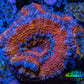 Ultra Acan Coral - Micromussa Lordhowensis - Acan Frag WYSIWYG C4R3B1 Ultra Acan Coral - Micromussa Lordhowensis - Acan Frag WYSIWYG C4R3B1 LPS Coral Ultra Acan Coral - Micromussa Lordhowensis - Acan Frag WYSIWYG C4R3B1 Zeo Box Reef