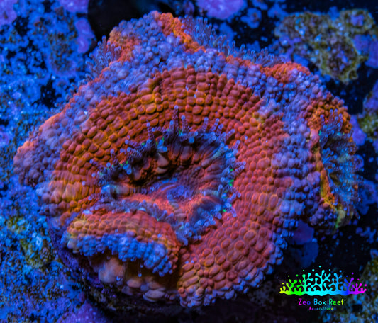 Ultra Acan Coral - Micromussa Lordhowensis - Acan Frag WYSIWYG C4R3B1 Ultra Acan Coral - Micromussa Lordhowensis - Acan Frag WYSIWYG C4R3B1 LPS Coral Ultra Acan Coral - Micromussa Lordhowensis - Acan Frag WYSIWYG C4R3B1 Zeo Box Reef