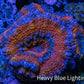 Ultra Acan Coral - Micromussa Lordhowensis - Acan Frag WYSIWYG C4R3B1 Ultra Acan Coral - Micromussa Lordhowensis - Acan Frag WYSIWYG C4R3B1 LPS Coral Ultra Acan Coral - Micromussa Lordhowensis - Acan Frag WYSIWYG C4R3B1 Zeo Box Reef