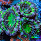 Ultra Acan Coral - Micromussa Lordhowensis - Acan Frag WYSIWYG C4R3B1 Ultra Acan Coral - Micromussa Lordhowensis - Acan Frag WYSIWYG C4R3B1 LPS Coral Ultra Acan Coral - Micromussa Lordhowensis - Acan Frag WYSIWYG C4R3B1 Zeo Box Reef