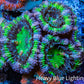 Ultra Acan Coral - Micromussa Lordhowensis - Acan Frag WYSIWYG C4R3B1 Ultra Acan Coral - Micromussa Lordhowensis - Acan Frag WYSIWYG C4R3B1 LPS Coral Ultra Acan Coral - Micromussa Lordhowensis - Acan Frag WYSIWYG C4R3B1 Zeo Box Reef