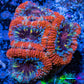 Ultra Acan Coral - Micromussa Lordhowensis - Acan Frag WYSIWYG C4R3B1 Ultra Acan Coral - Micromussa Lordhowensis - Acan Frag WYSIWYG C4R3B1 LPS Coral Ultra Acan Coral - Micromussa Lordhowensis - Acan Frag WYSIWYG C4R3B1 Zeo Box Reef