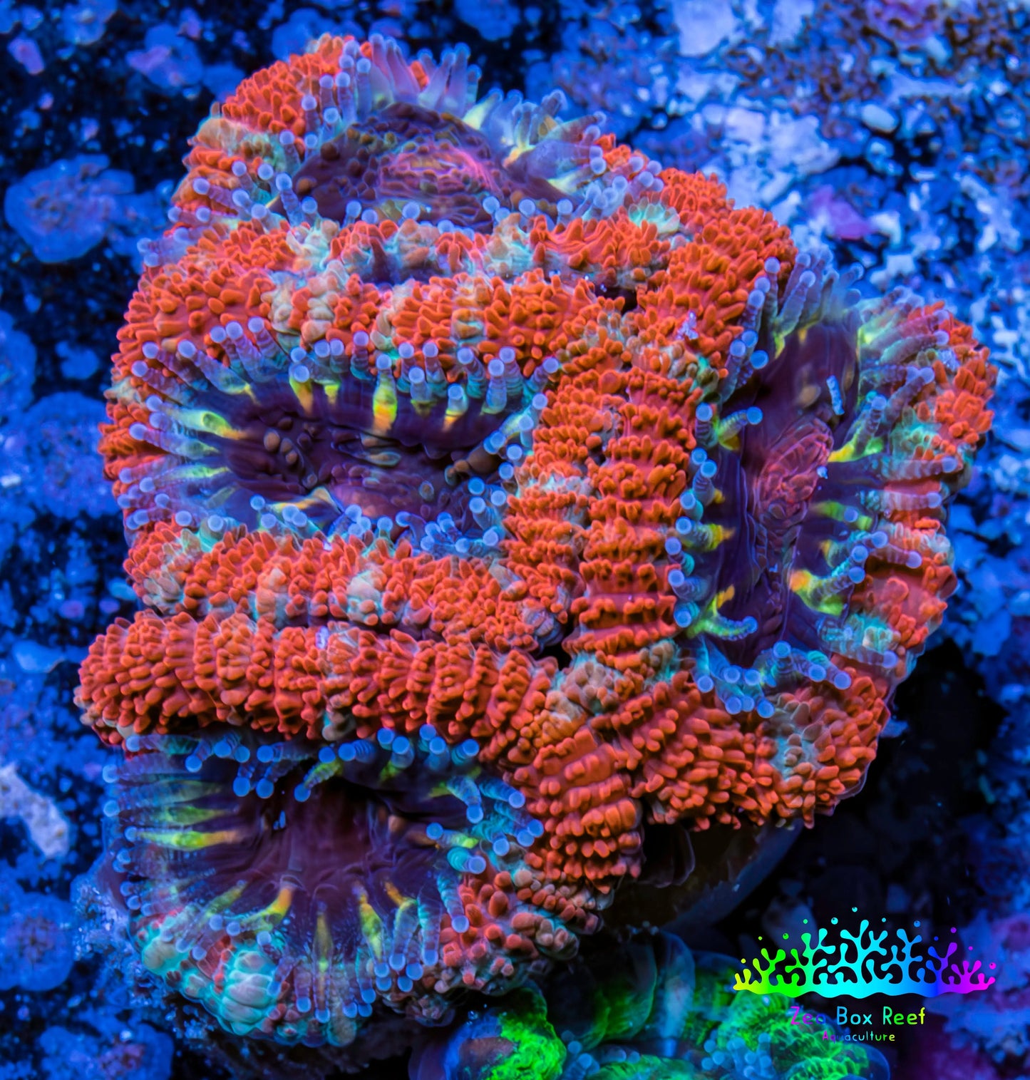 Ultra Acan Coral - Micromussa Lordhowensis - Acan Frag WYSIWYG C4R3B1 Ultra Acan Coral - Micromussa Lordhowensis - Acan Frag WYSIWYG C4R3B1 LPS Coral Ultra Acan Coral - Micromussa Lordhowensis - Acan Frag WYSIWYG C4R3B1 Zeo Box Reef