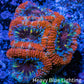 Ultra Acan Coral - Micromussa Lordhowensis - Acan Frag WYSIWYG C4R3B1 Ultra Acan Coral - Micromussa Lordhowensis - Acan Frag WYSIWYG C4R3B1 LPS Coral Ultra Acan Coral - Micromussa Lordhowensis - Acan Frag WYSIWYG C4R3B1 Zeo Box Reef