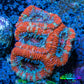 Ultra Acan Coral - Micromussa Lordhowensis - Acan Frag WYSIWYG C4R3B1 Ultra Acan Coral - Micromussa Lordhowensis - Acan Frag WYSIWYG C4R3B1 LPS Coral Ultra Acan Coral - Micromussa Lordhowensis - Acan Frag WYSIWYG C4R3B1 Zeo Box Reef