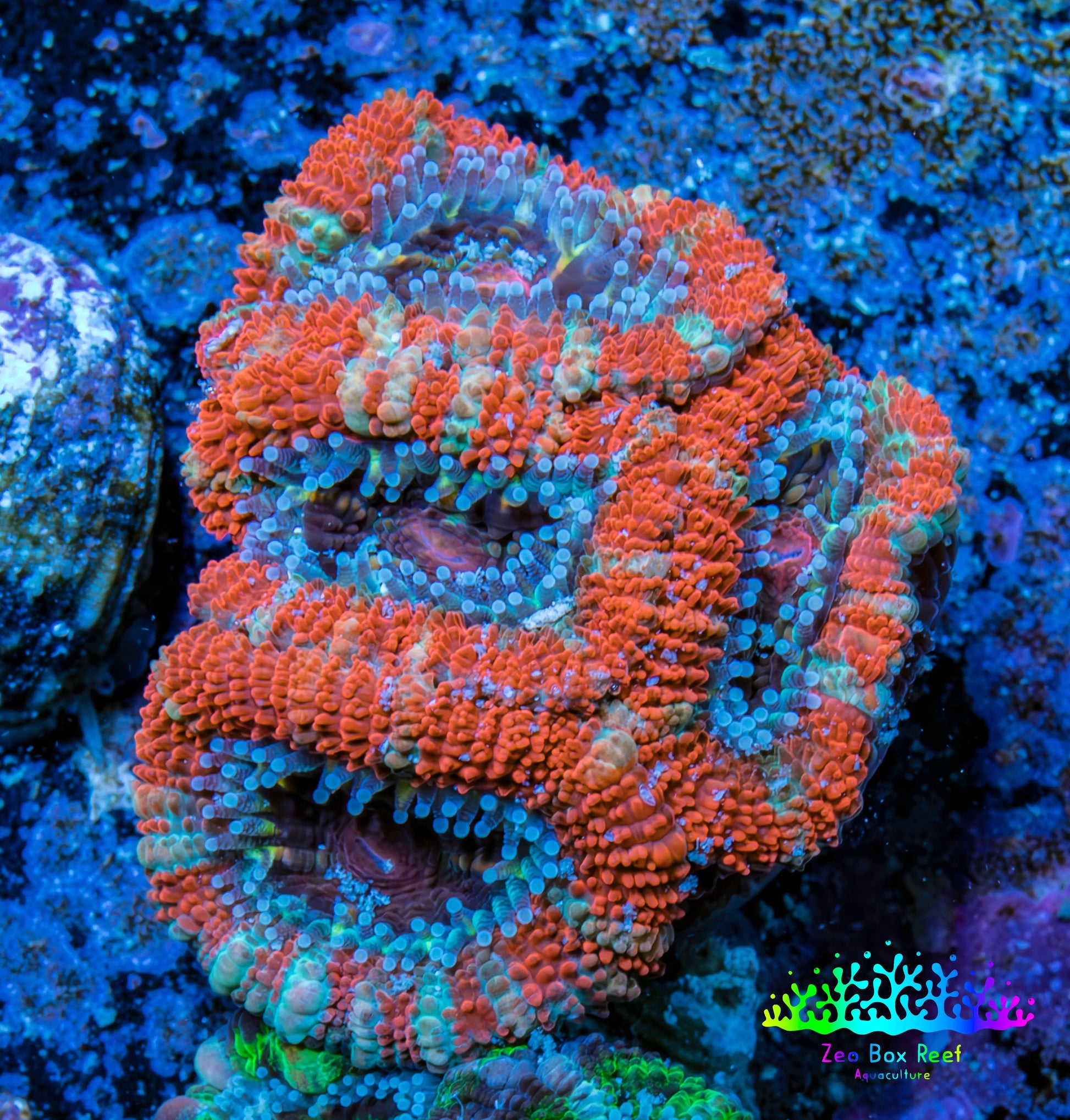 Ultra Acan Coral - Micromussa Lordhowensis - Acan Frag WYSIWYG C4R3B1 Ultra Acan Coral - Micromussa Lordhowensis - Acan Frag WYSIWYG C4R3B1 LPS Coral Ultra Acan Coral - Micromussa Lordhowensis - Acan Frag WYSIWYG C4R3B1 Zeo Box Reef