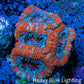 Ultra Acan Coral - Micromussa Lordhowensis - Acan Frag WYSIWYG C4R3B1 Ultra Acan Coral - Micromussa Lordhowensis - Acan Frag WYSIWYG C4R3B1 LPS Coral Ultra Acan Coral - Micromussa Lordhowensis - Acan Frag WYSIWYG C4R3B1 Zeo Box Reef