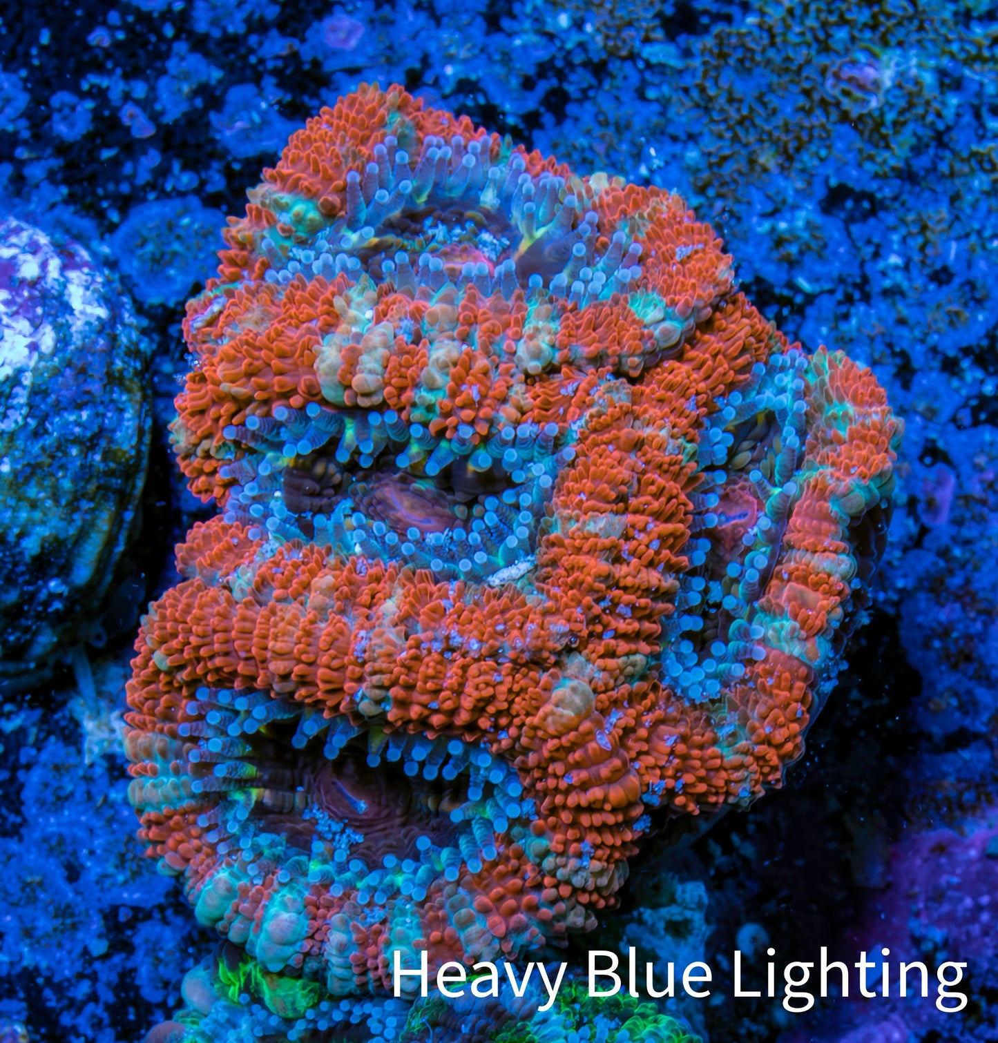 Ultra Acan Coral - Micromussa Lordhowensis - Acan Frag WYSIWYG C4R3B1 Ultra Acan Coral - Micromussa Lordhowensis - Acan Frag WYSIWYG C4R3B1 LPS Coral Ultra Acan Coral - Micromussa Lordhowensis - Acan Frag WYSIWYG C4R3B1 Zeo Box Reef