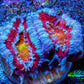 Ultra Acan Coral - Micromussa Lordhowensis - Acan Frag WYSIWYG C4R3B1 Ultra Acan Coral - Micromussa Lordhowensis - Acan Frag WYSIWYG C4R3B1 LPS Coral Ultra Acan Coral - Micromussa Lordhowensis - Acan Frag WYSIWYG C4R3B1 Zeo Box Reef