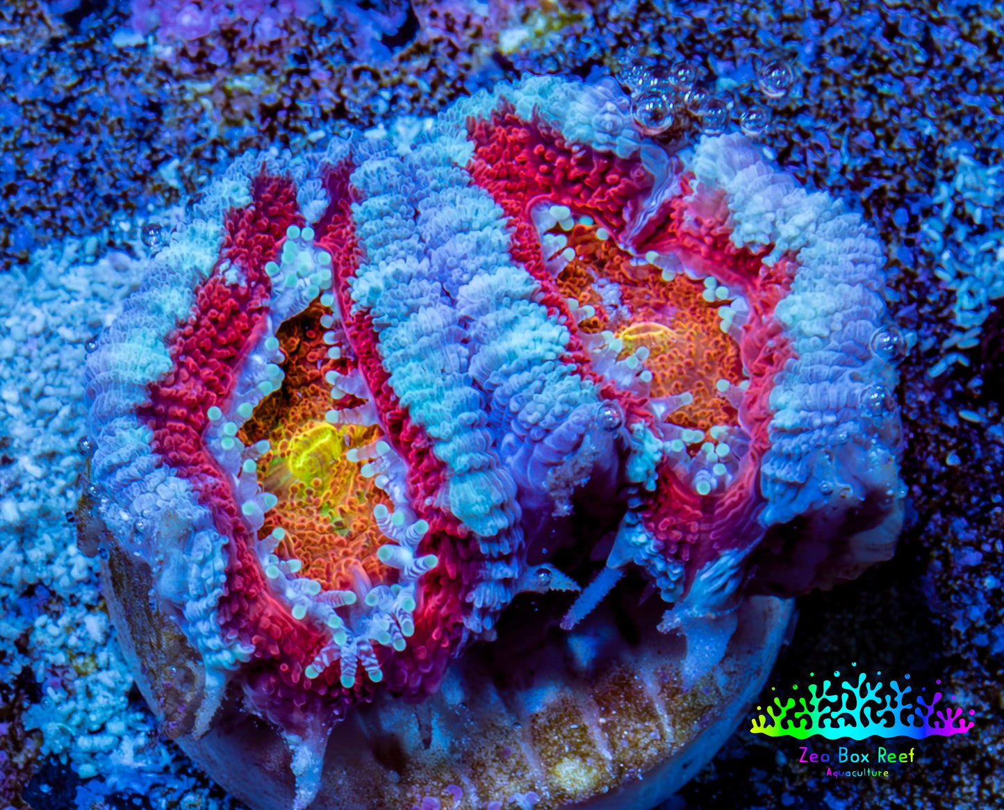 Ultra Acan Coral - Micromussa Lordhowensis - Acan Frag WYSIWYG C4R3B1 Ultra Acan Coral - Micromussa Lordhowensis - Acan Frag WYSIWYG C4R3B1 LPS Coral Ultra Acan Coral - Micromussa Lordhowensis - Acan Frag WYSIWYG C4R3B1 Zeo Box Reef