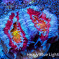 Ultra Acan Coral - Micromussa Lordhowensis - Acan Frag WYSIWYG C4R3B1 Ultra Acan Coral - Micromussa Lordhowensis - Acan Frag WYSIWYG C4R3B1 LPS Coral Ultra Acan Coral - Micromussa Lordhowensis - Acan Frag WYSIWYG C4R3B1 Zeo Box Reef