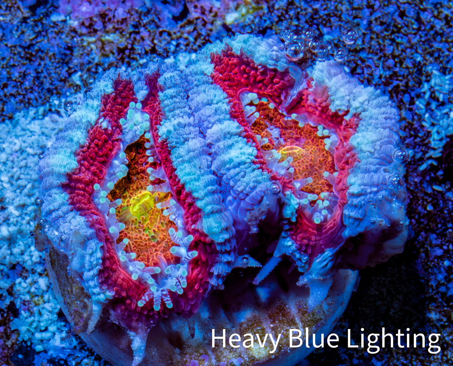 Ultra Acan Coral - Micromussa Lordhowensis - Acan Frag WYSIWYG C4R3B1 Ultra Acan Coral - Micromussa Lordhowensis - Acan Frag WYSIWYG C4R3B1 LPS Coral Ultra Acan Coral - Micromussa Lordhowensis - Acan Frag WYSIWYG C4R3B1 Zeo Box Reef