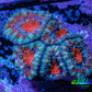 Ultra Acan Coral - Micromussa Lordhowensis - Acan Frag WYSIWYG C5R2B1 Ultra Acan Coral - Micromussa Lordhowensis - Acan Frag WYSIWYG C5R2B1 LPS Coral Ultra Acan Coral - Micromussa Lordhowensis - Acan Frag WYSIWYG C5R2B1 Zeo Box Reef