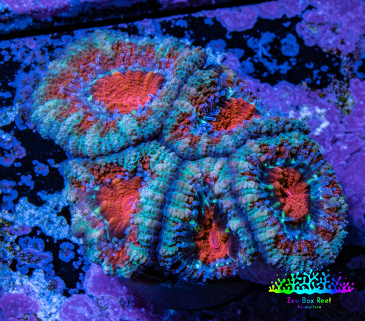 Ultra Acan Coral - Micromussa Lordhowensis - Acan Frag WYSIWYG C5R2B1 Ultra Acan Coral - Micromussa Lordhowensis - Acan Frag WYSIWYG C5R2B1 LPS Coral Ultra Acan Coral - Micromussa Lordhowensis - Acan Frag WYSIWYG C5R2B1 Zeo Box Reef