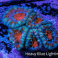 Ultra Acan Coral - Micromussa Lordhowensis - Acan Frag WYSIWYG C5R2B1 Ultra Acan Coral - Micromussa Lordhowensis - Acan Frag WYSIWYG C5R2B1 LPS Coral Ultra Acan Coral - Micromussa Lordhowensis - Acan Frag WYSIWYG C5R2B1 Zeo Box Reef