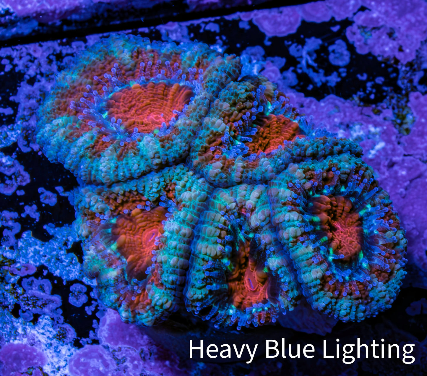 Ultra Acan Coral - Micromussa Lordhowensis - Acan Frag WYSIWYG C5R2B1 Ultra Acan Coral - Micromussa Lordhowensis - Acan Frag WYSIWYG C5R2B1 LPS Coral Ultra Acan Coral - Micromussa Lordhowensis - Acan Frag WYSIWYG C5R2B1 Zeo Box Reef